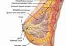 Funkce, nemoci, diagnóza a stupeň echogenicity žlázové tkáně prsu